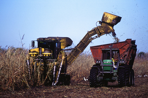 Harvesting sugarcane in south Florida, ARS scientists at the Sugarcane Production Research Unit are identifying research to help sustain both agriculture and natural Everglades ecosystems.