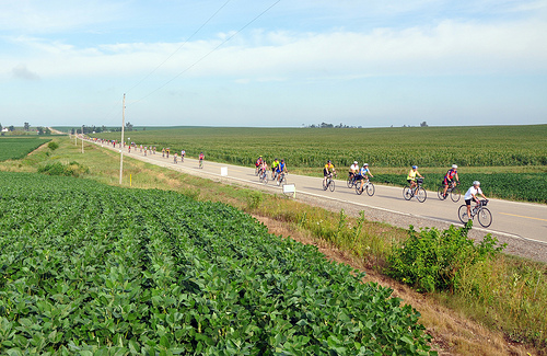 RAGBRAI riders traveling down the road toward the tent site. More than 9,500 people ride RAGBRAI each year. 