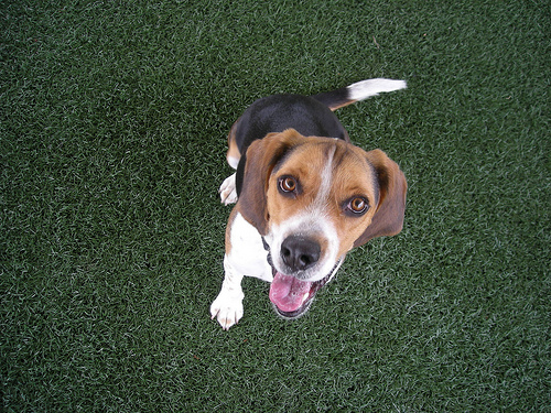 Thunder attending a course at the National Detector Dog Training Center.