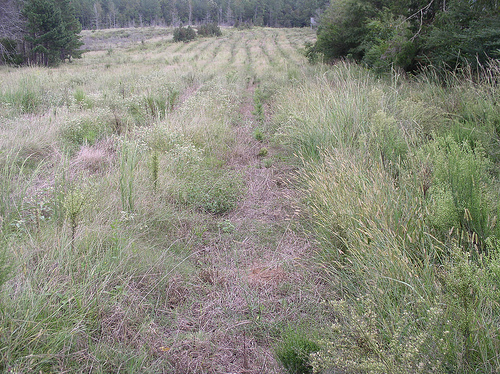 The Environmental Quality Incentives Program helped Winston County, Miss. resident Kathy Land plant 200 acres of pine trees on land that she inherited.