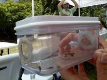 Don Weber passed around some common pink lady beetles, while explaining to us their role in eating pesky aphids