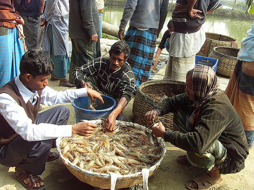 Market linkage has been established for selling the prawn produced in the area, which has resolved the marketing problem initially faced by the farmers. Photo credit to Winrock International.