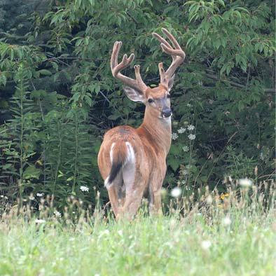 Photo: Everyone knows that this is a white-tailed deer. But the question is…how many pounds of venison is donated to food banks every year?