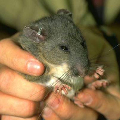 Photo: This medium-sized, nocturnal mammal lives primarily in the rock crevices found in the steep cliffs along the Ohio River. What is it?