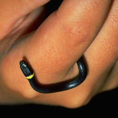 Photo: Growing to only two feet long, this nocturnal snake is a smaller snake. It rarely comes out during the day and poses little threat to humans. If cornered, it may bite, but rarely breaks the skin. What is it?