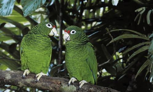 Puerto Rican Parrot, one of the 10 most endangered birds in the world.