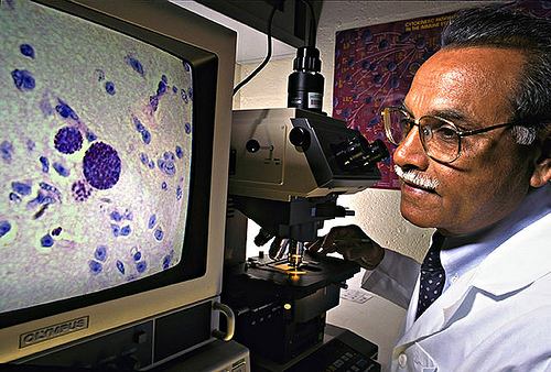 J.P. Dubey examines T. gondii parasites in swine tissue.