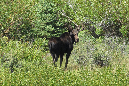 Moose: The Budd-Espenscheid family ranches provide thousands of acres of critical wintering ranges and migration corridors for pronghorn elk, mule deer, moose and elk. Photo by Luke Lynch, The Conservation Fund.