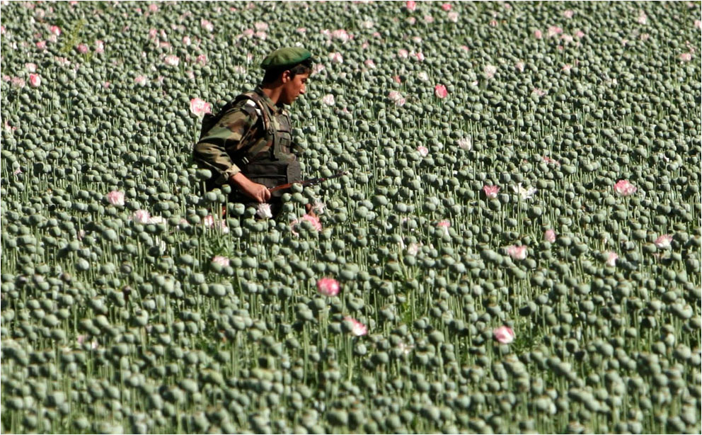 ANA soldier on patrol in a poppy field