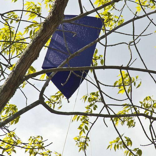 Look for purple traps like this one during EAB Awareness Week.