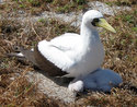 Booby downy chick on Wake Island (Legacy 09-438)