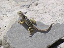 Collared-lizard