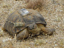 Desert Tortoise with tracking device (08-385) AZGF