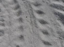 Green turtle tracks on Wake Island (Legacy 09-438)