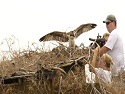 Langley-AFB-Osprey