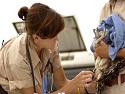 Langley-AFB-vet-with-osprey