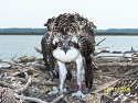 banded-nestlings