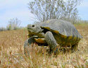 desert tortoise (photo courtesy of USGS (Legacy 9-433)