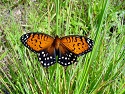 eastern-regal-fritillary-butterfly