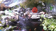 The haunted koi pond