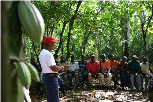 A farmer field school in Sanoyea Town, Bong County, Liberia. Photo Credit: ACDI/VOCA.