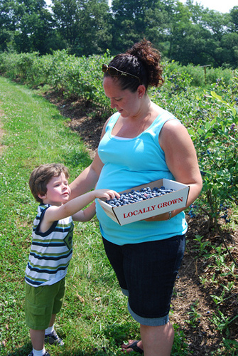 Krissy Young, NASS employee, picks organic blueberries with her family at a nearby farm in Ashton, Md.