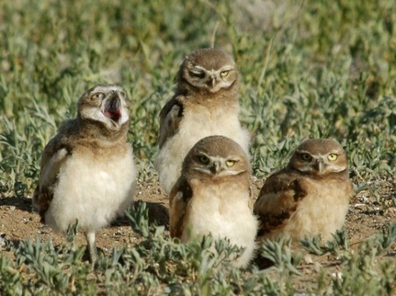 Burrowing Owls