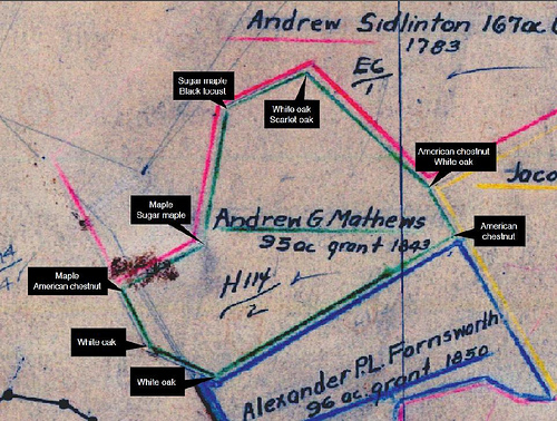 Trees on historic survey maps were used to determine property lines (photo credit: Melissa Thomas-Van Gundy, U.S. Forest Service)