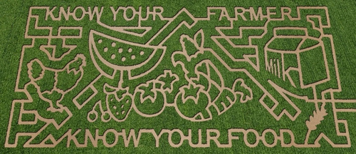 Fall 2010 Lattin Farms corn maze inspired by the USDA Know Your Farmer, Know Your Food initiative. 