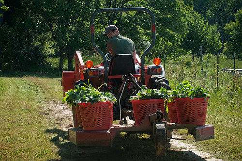 Reece Latron uses a tractor to carry baskets of greens harvested from Amy's Organic Garden in Charles City, VA. While the certification system is rigorous to ensure integrity of the USDA organic label, thousands of producers and handlers continue to invest in these activities to market their products as organic. USDA Photos by Lance Cheung