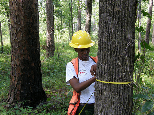 Christina Parker engages in a pine stand inventory on the Bienville Ranger District which is home to scarce communities of red-cockaded woodpeckers (Monday, July 30, 2012). Her data is used to develop the necessary forest prescriptions to treat stand structures to meet the forest’s land management objectives including activities such as timber sales or herbicide treatments. (AP Photo/Christopher Locke)