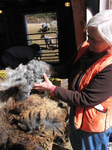 Shearing time at Cider Hill Farm in North Haven Island.  This photo will be featured in the online Maine Fiber Resource Guide.  Photo courtesy of Maine Fiberarts,  Topsham, Maine, <a href="http://www.mainefiberarts.org" rel="nofollow">www.mainefiberarts.org</a>