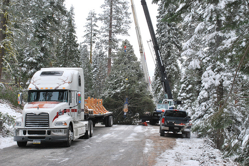 The 65-foot white fir that will be this year's Capitol Christmas Tree is loaded onto its flatbed truck by two cranes after being harvested Nov. 5. Prior to its harvesting on the Stanislaus National Forest in California, an elder from the Tuolumne Band of Me-wuk Indians blessed the majestic tree and its journey in a private ceremony. (U.S. Forest Service photo)