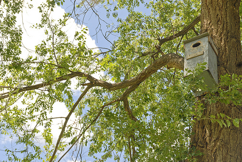 Wood duck boxes were placed throughout the property to encourage nesting on the ranch.