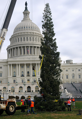 Upon arrival at the U.S. Capitol on Nov. 28, the 63-foot white fir from Stanislaus National Forest was lifted and positioned on the west front lawn. It takes approximately one week for the tree to be decorated with thousands of ornaments and lights, and the tree will be lit on Dec. 6.