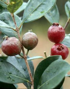 Strawberry guava plant. 