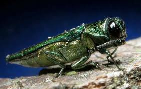 The emerald ash borer, highly destructive to ash trees, is one of the most destructive non-native insects in the U.S. Photo credit:  Invasive.org