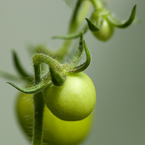 Tomatoes on the vine in Hopewell, NJ.  The Federal-State Marketing Improvement Program (FSMIP) is a grant program designed to support research projects that improve the marketing, distribution and transportation of agriculture products locally and internationally. Photo by Nosha