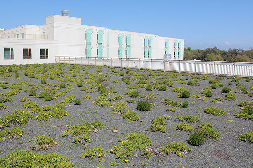 Christine Coker, a Mississippi State University horticulture professor and Earth Team volunteer, is transforming the green roof of the Armed Forces Retirement Home into a People’s Garden.