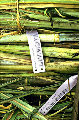 Bar-coded tags identify experimental varieties of sugarcane. 