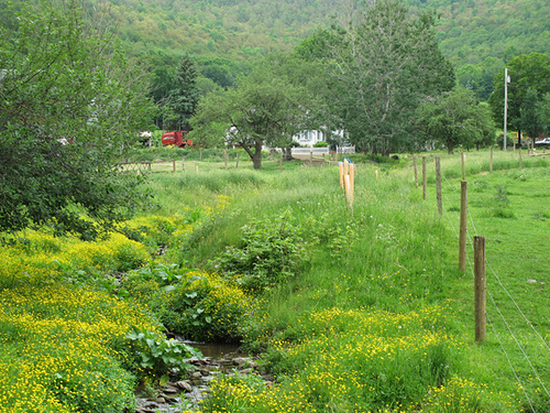 Stream fencing protects against animal waste and streambank plantings create a “buffer strip” that filters pollutants from the water.