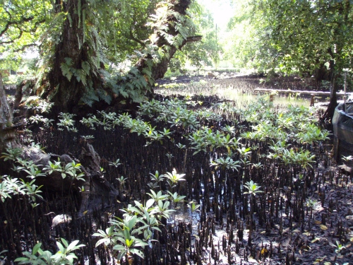 The hidden beauty of a mangrove forest. 