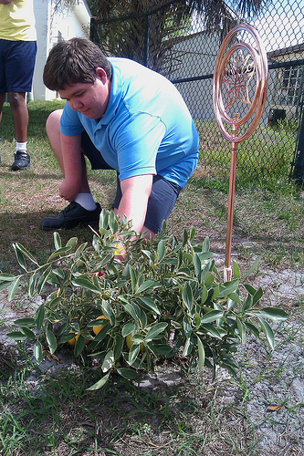 Morning Star Foodie Brandon Brown inspects the donated cumquat bush he took charge of to ensure its proper care.