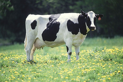 Using stainless steel water troughs and adding chlorine to the water can help prevent dairy cows from getting Johne’s disease, according to ARS research.