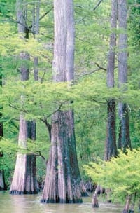 Tupelo-baldcypress swamp in the DeSoto National Forest in Mississippi. Photo by USDA Forest Service. 