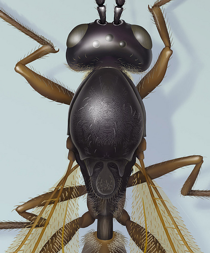 Painting by Taina Litwak of a new species of tiny parasitic wasp in the genus Perischus.  Done in 2011 for Dr. Matt Buffington.  The painting starts with a pencil drawing done through the microscope of a dead pinned specimen.  Details for this painting were included which only are visible in scanning electron microphotographs, as the species is so very small.  The painting itself is done digitally in Adobe Photoshop.  The species was first collected in South America in 2010 and is involved with parasitizing a species complex of flies which lay eggs in cucurbit plants (melon, cucumber and squash family).