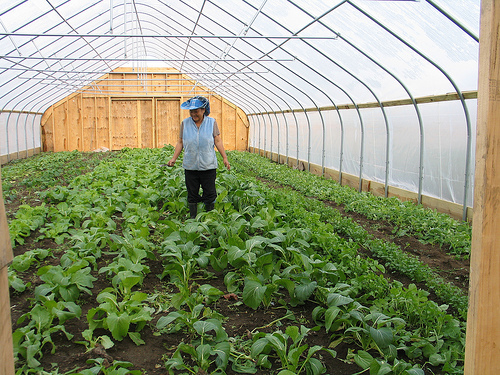 A Flats Mentor Farm grower tends Asian crops growing in a high tunnel put in place with NRCS assistance.