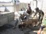 Long Knives deliver sheep for Iraqi holiday