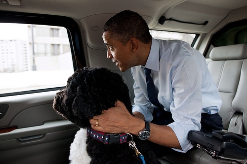 The President and Bo in the Motorcade