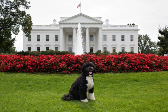 Bo poses for a photo on the North Lawn of the White House
